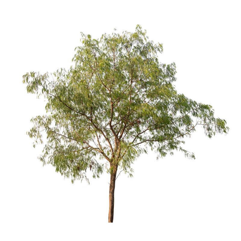 白色背景中的绿色叶子的小树