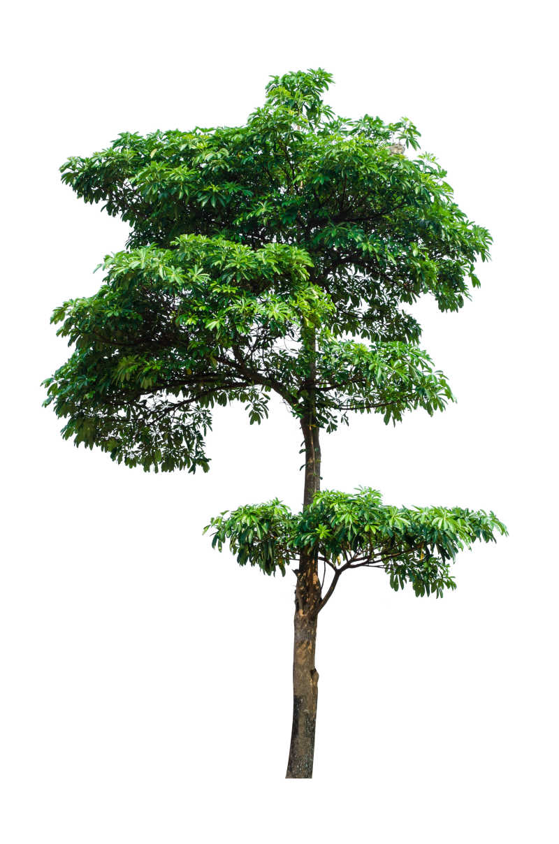 白色背景中茂盛的绿色树木