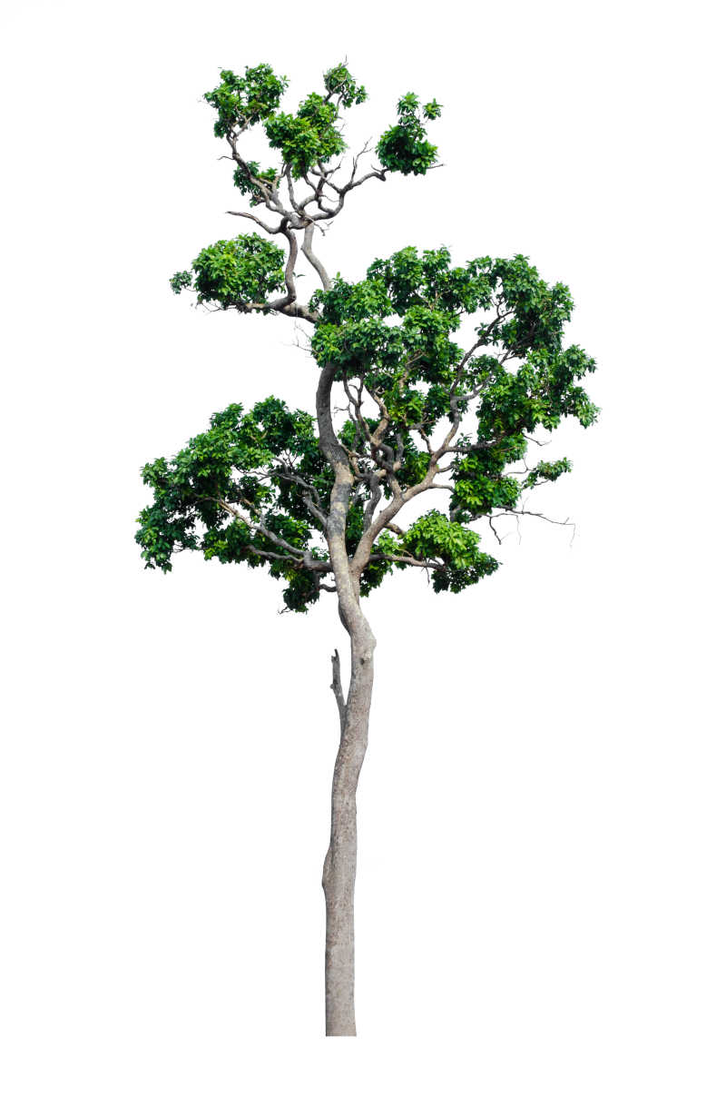 白色背景中绿色的小树