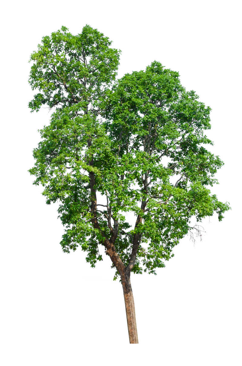 白色背景中的绿叶茂盛的树