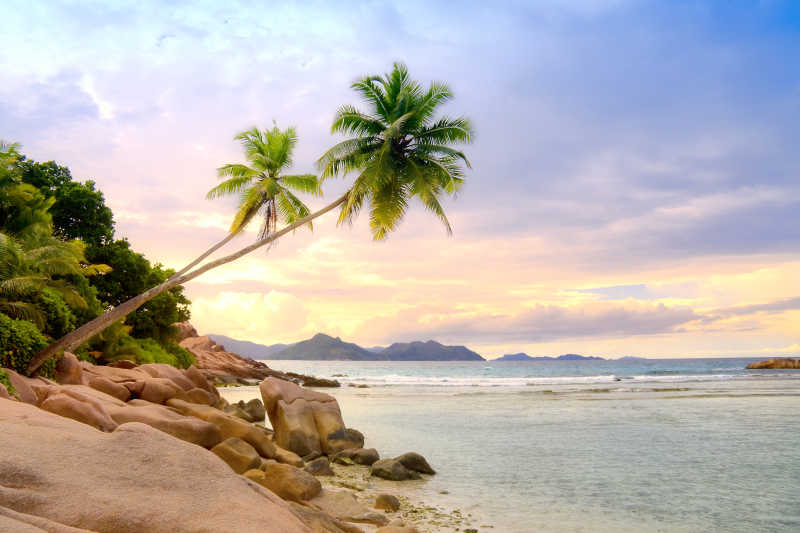 热带岛屿与棕榈树