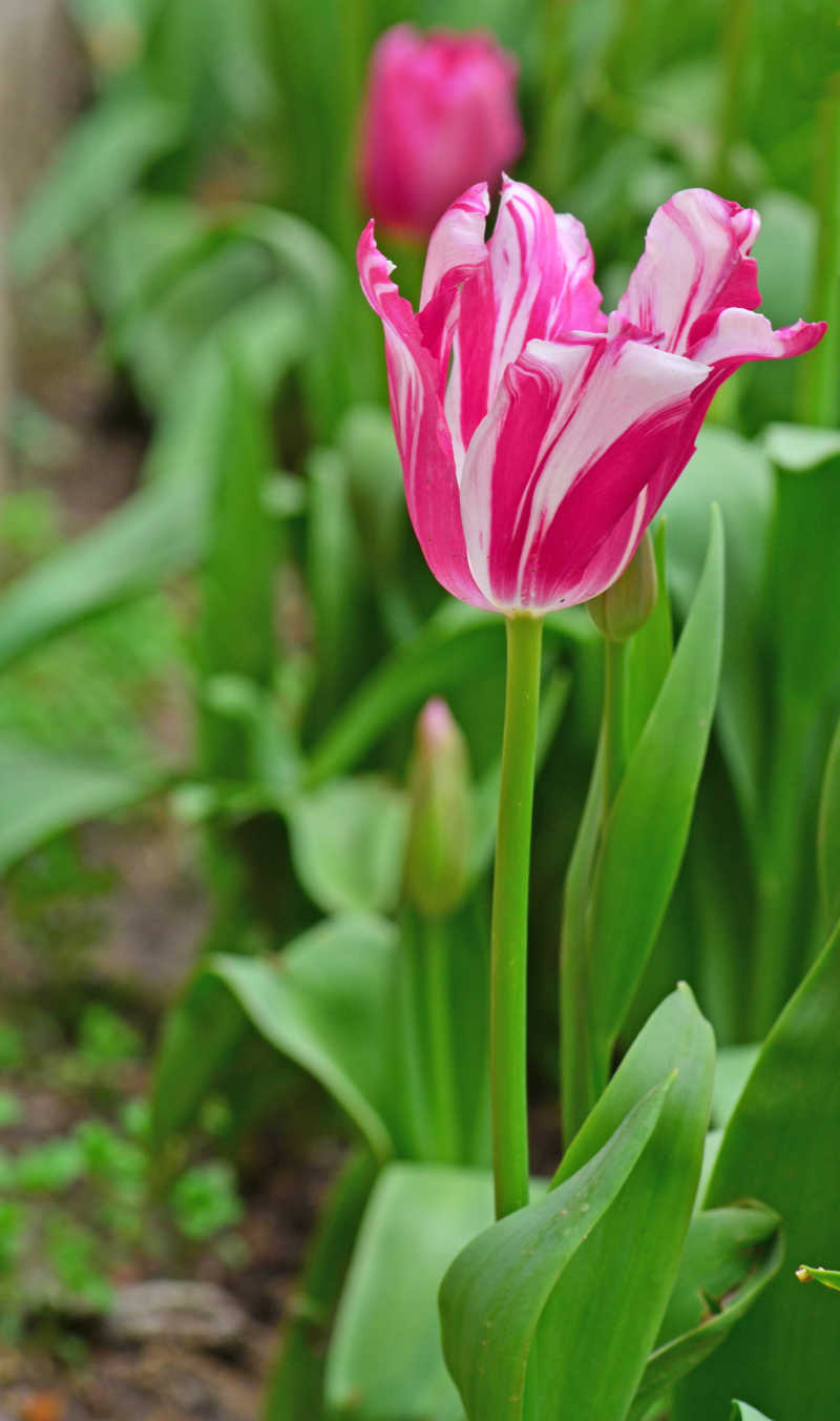 花园里的粉色郁金香