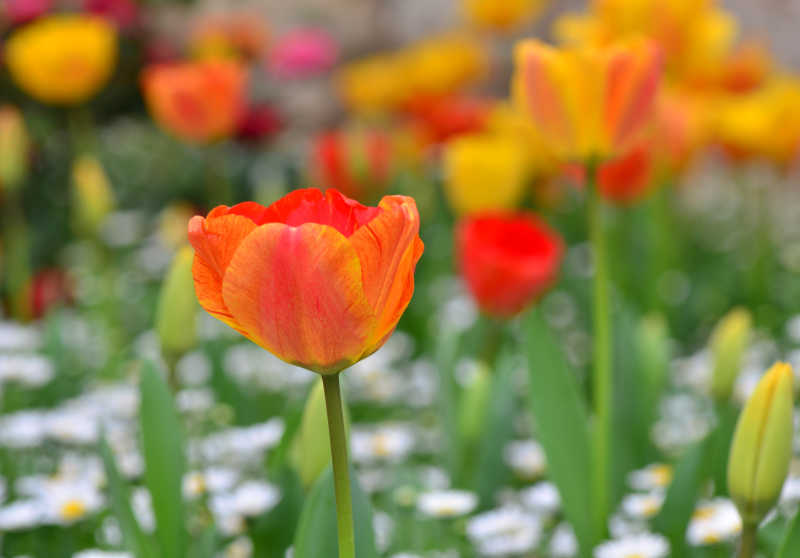 盛开美丽郁金香