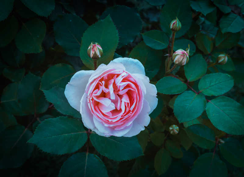 美丽的粉色玫瑰