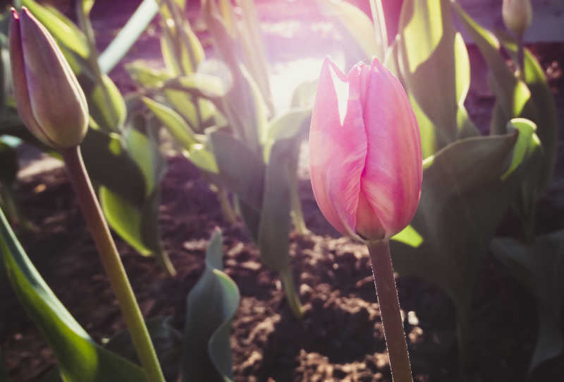 阳光下的郁金香