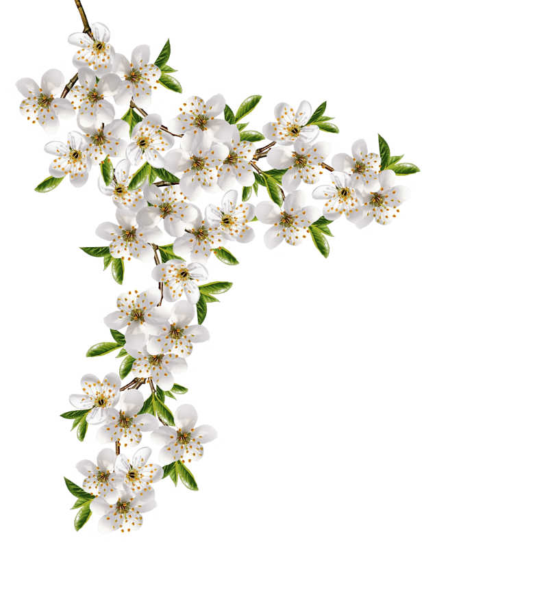 樱花枝图片 白色背景下的樱花枝素材 高清图片 摄影照片 寻图免费打包下载