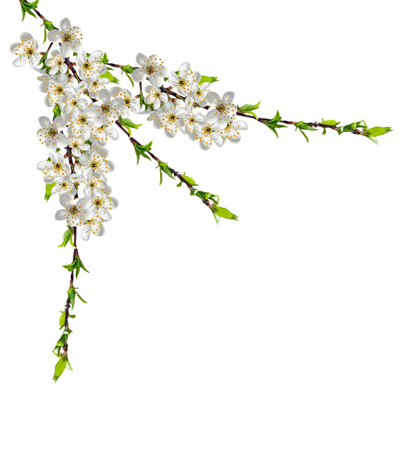 樱花枝