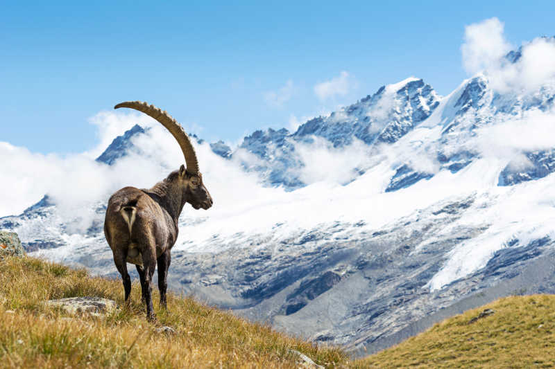 阿尔卑斯山高山山羊