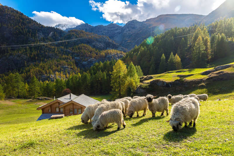 瑞士的阿尔卑斯山草地上的羊群
