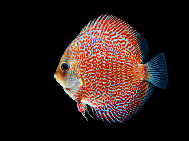 白色背景下的热带珊瑚鱼