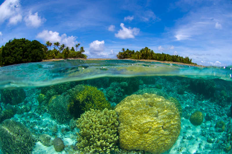 美丽的彩色珊瑚礁和热带鱼