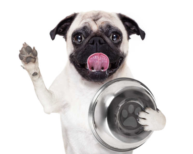 白色背景下的抱着食物碗哈巴狗