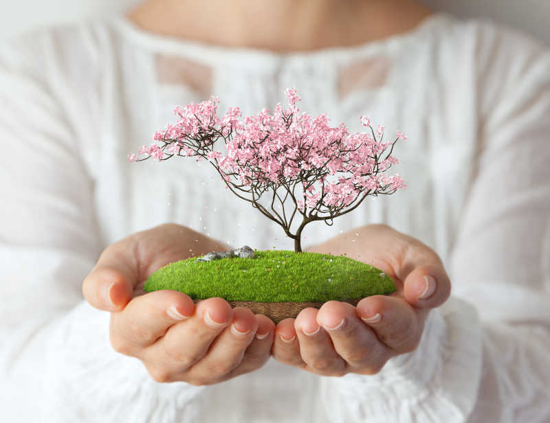 美女手上有樱花树的小岛