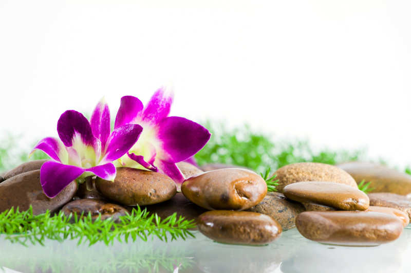 鹅卵石上的紫色兰花