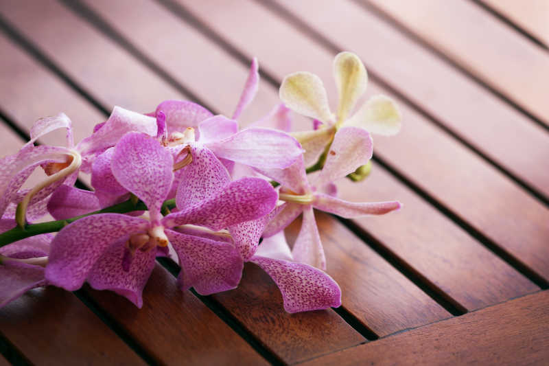 木桌上的热带花卉
