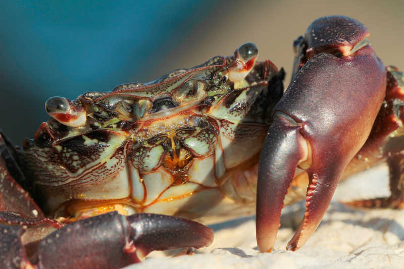 大螃蟹种类图片