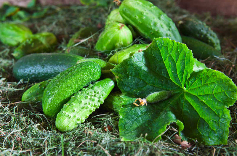 草地上的新鲜黄瓜
