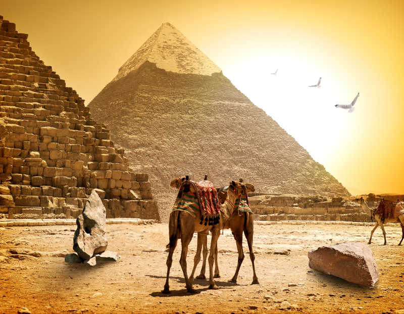 金字塔与骆驼