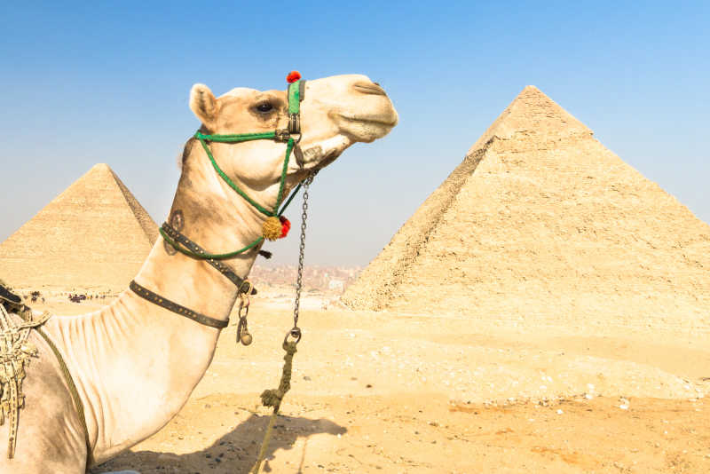 埃及的金字塔与骆驼