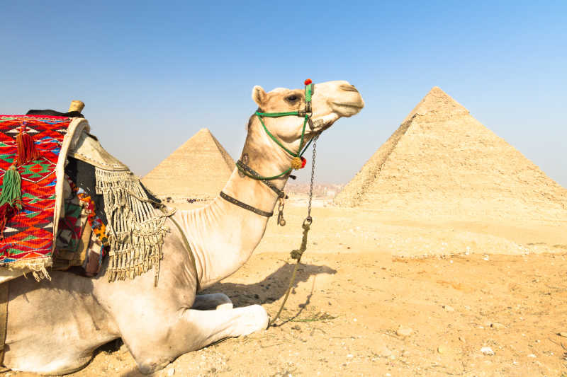 埃及金字塔与骆驼