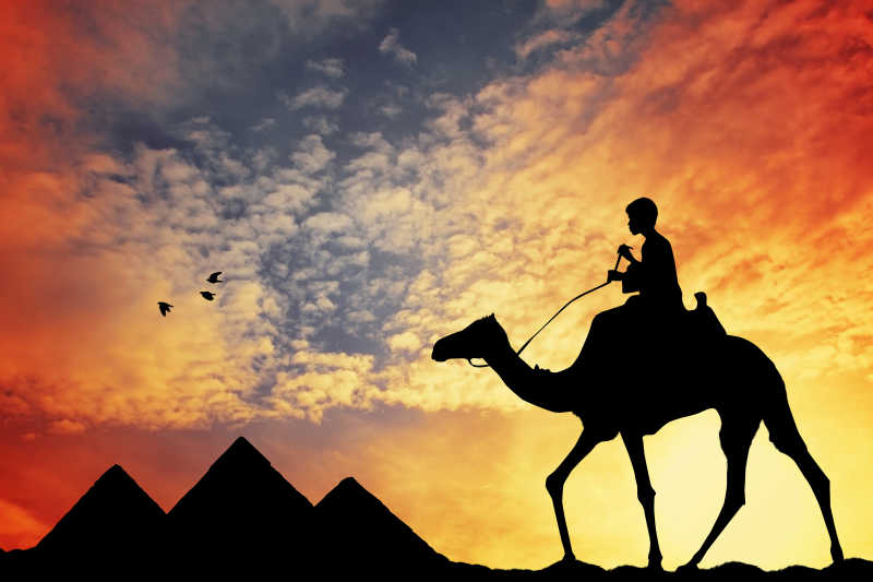 埃及开罗沙漠里的骆驼
