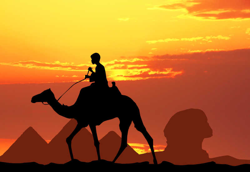 埃及沙漠里的骆驼