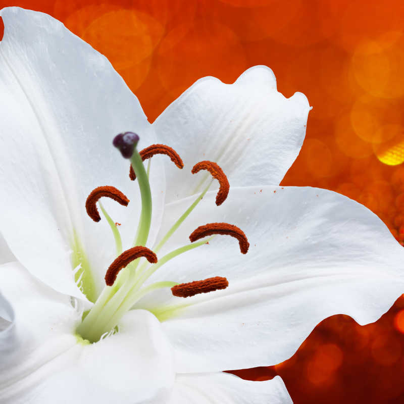 橙色背景下的白色百合花