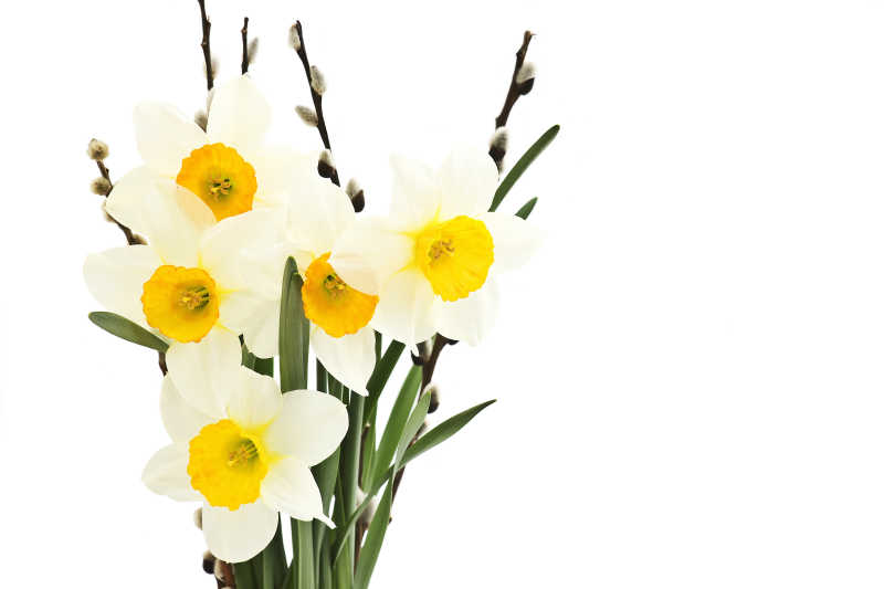 白色背景下美丽的水仙花束图片 白色背景下的水仙花束素材 高清图片 摄影照片 寻图免费打包下载