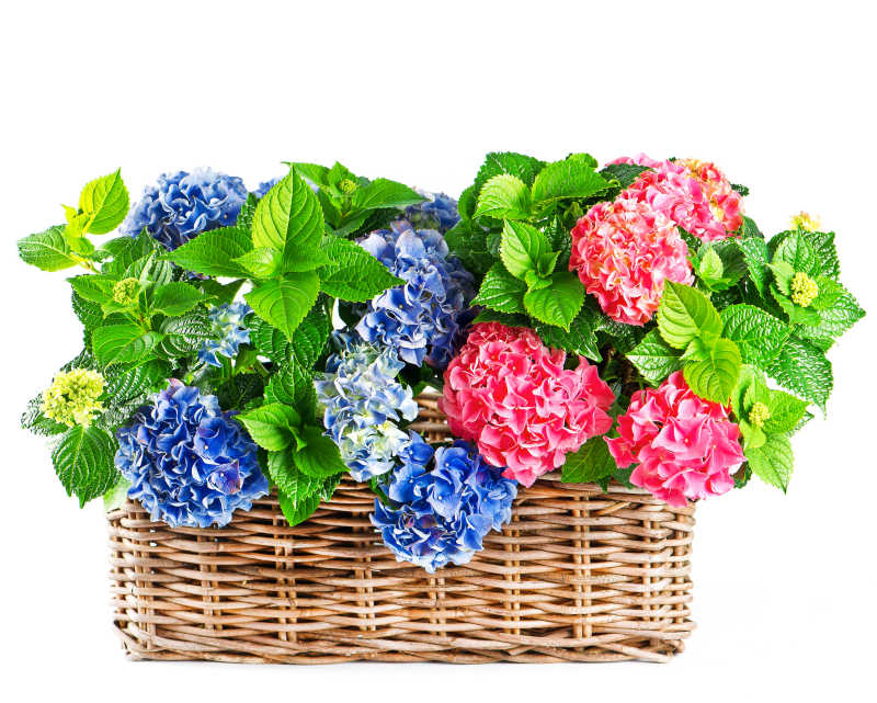 白色背景上美丽的绣球花在花篮中