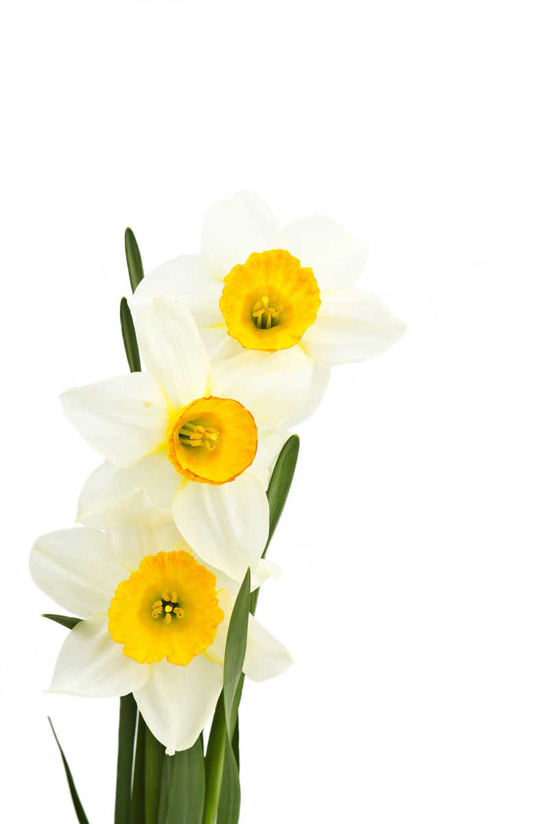 白色背景下的水仙花束图片 白色背景下水仙花束素材 高清图片 摄影照片 寻图免费打包下载