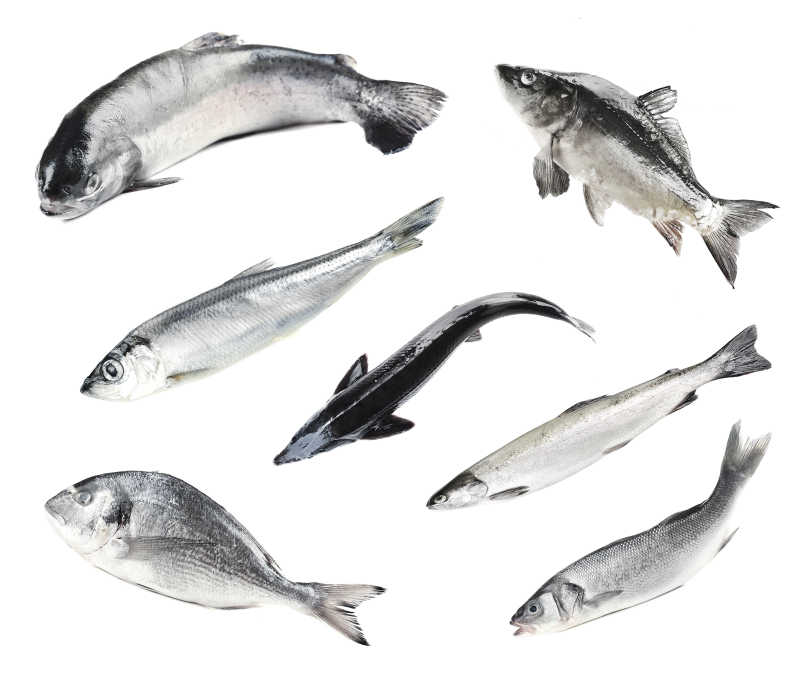 白色背景上的新鲜生鱼