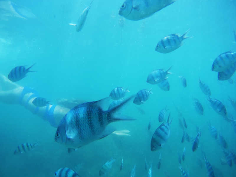 浮潜时在海中遇见鱼群的女子