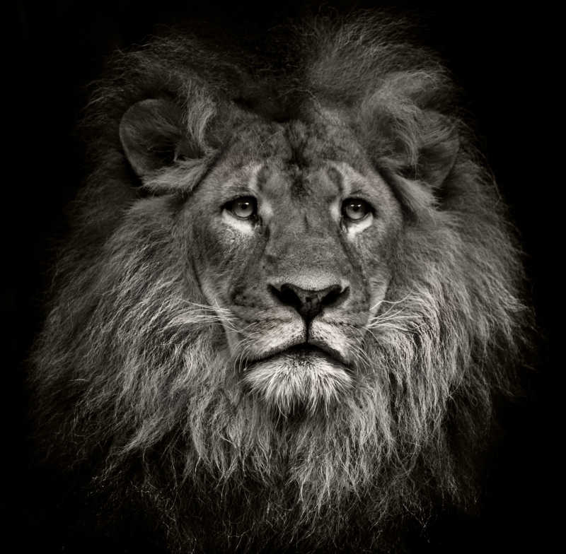 傲慢的非洲雄狮