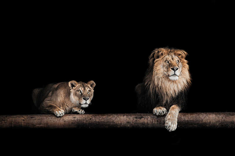 雄狮子与母狮子