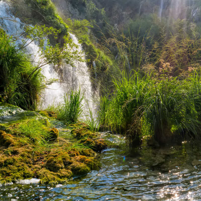 国家公园漂亮的绿色植被