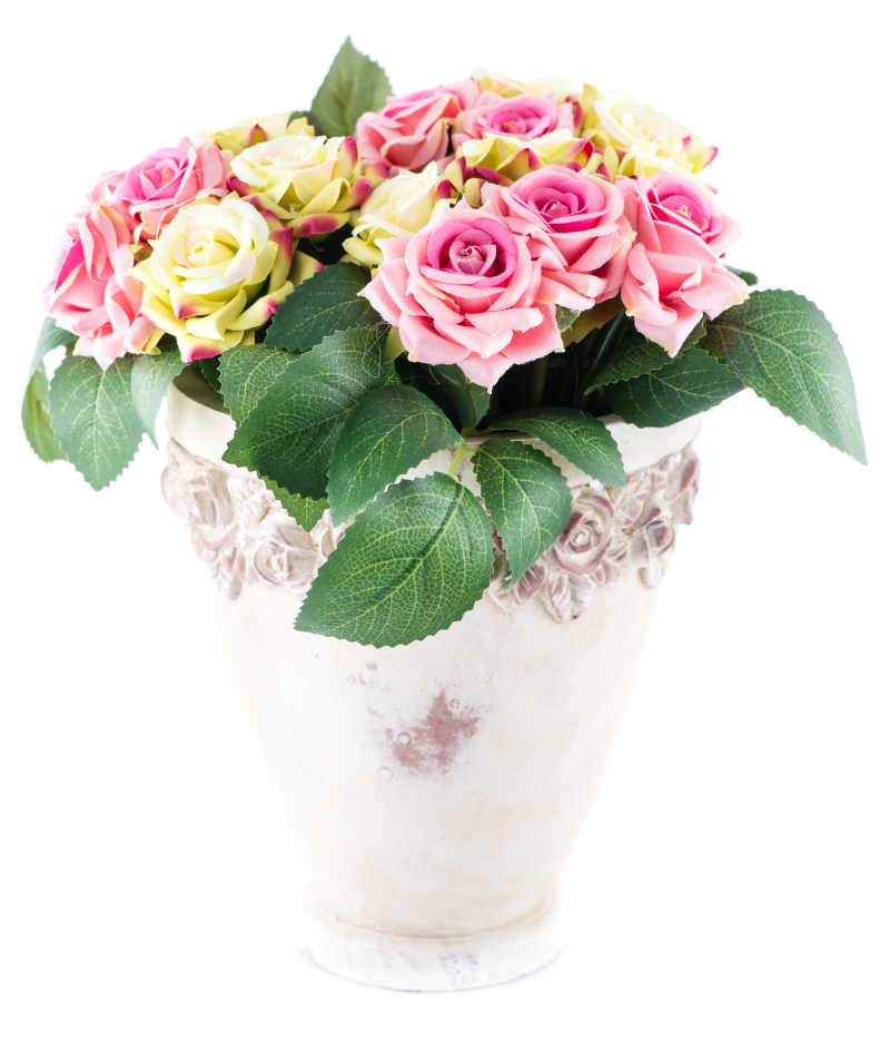 白色背景下的鲜花花盆