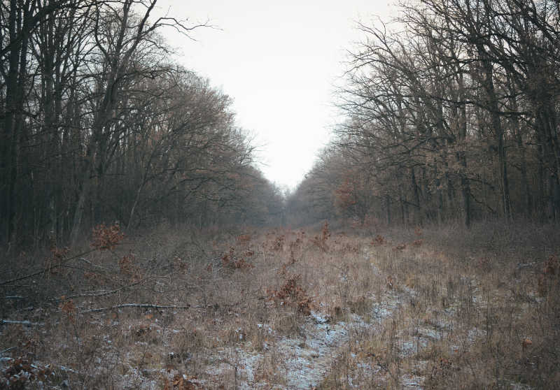 冬季的有落雪的森林