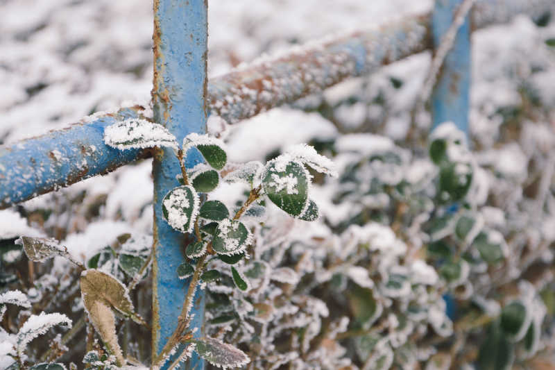 冬季沾着雪的植物