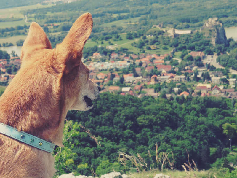 站在山坡上四处张望的狗