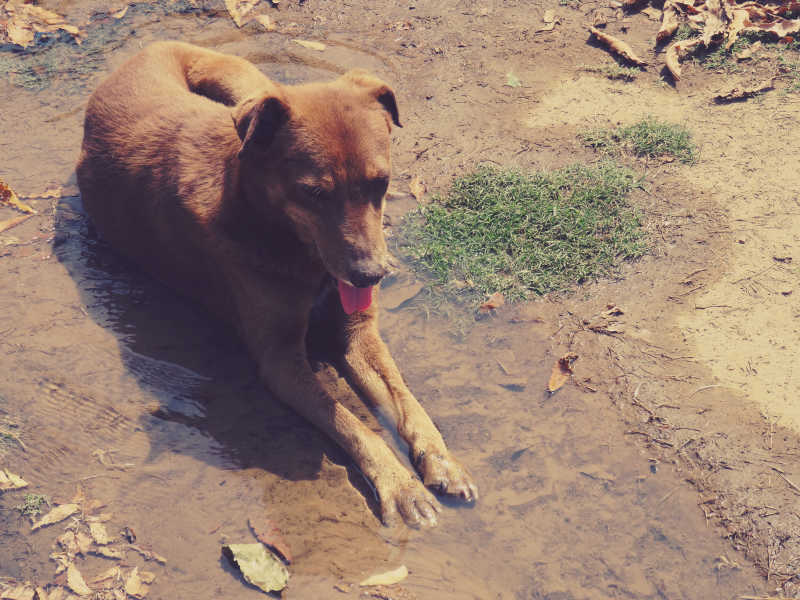 趴在水沟里休息的狗