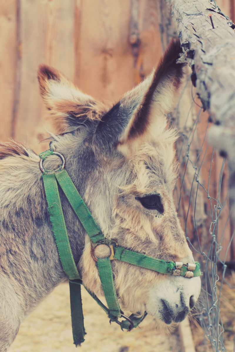 拴在木桩上的毛驴