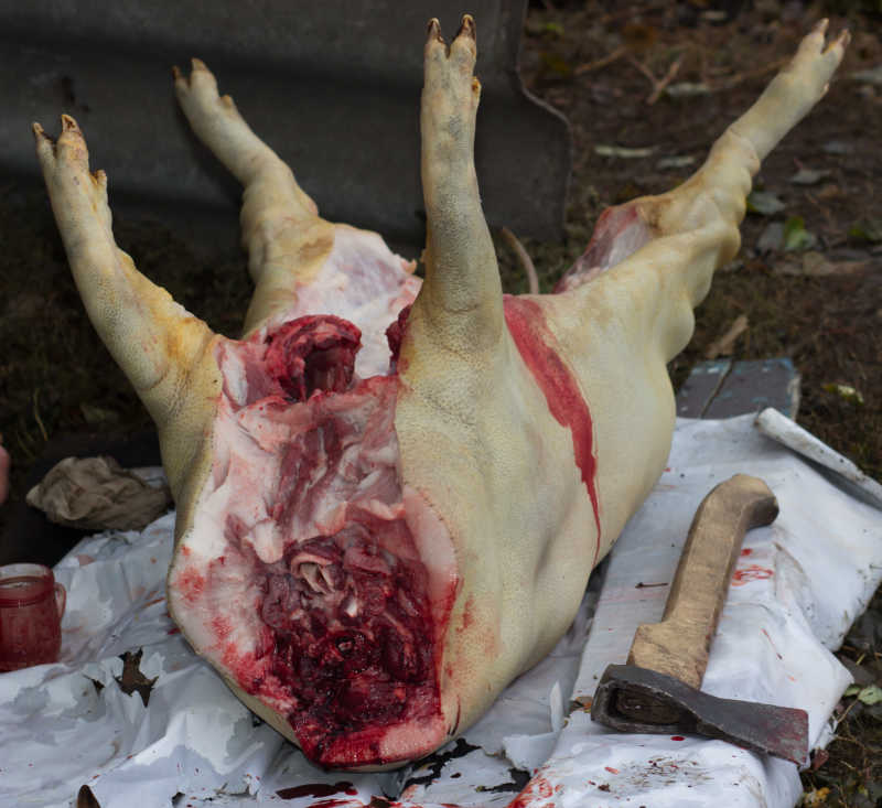 刚刚屠宰的猪