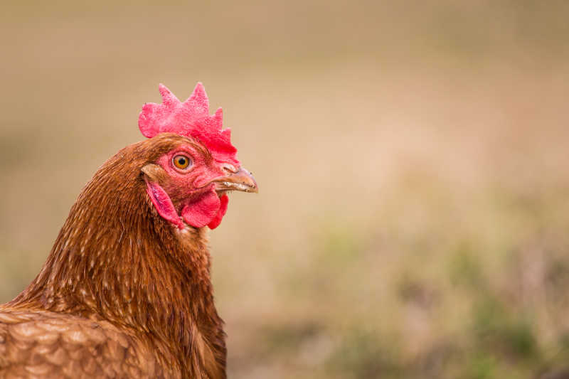 棕色母鸡