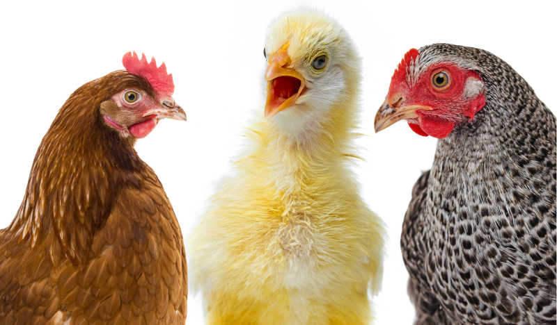 Купить кур в ульяновске. Три курочки. Три красивые куры. Три курицы фото. Три курицы на белом фоне.