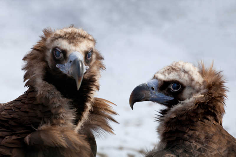 雪地里的两只秃鹫