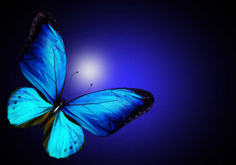 蝴蝶图片 蓝色蝴蝶素材 高清图片 摄影照片 寻图免费打包下载