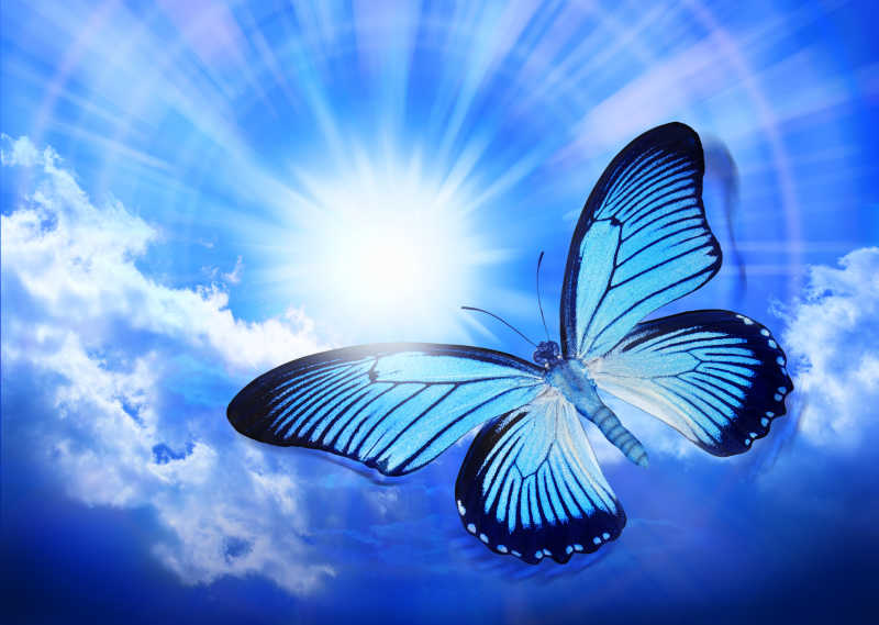 蓝色蝴蝶图片 蓝天下的蓝色蝴蝶素材 高清图片 摄影照片 寻图免费打包下载