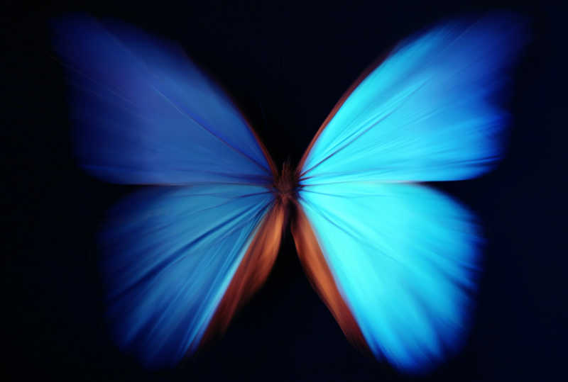 蓝黑相间的蝴蝶图片