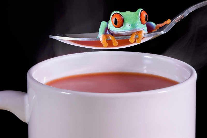 汤匙上的小树蛙
