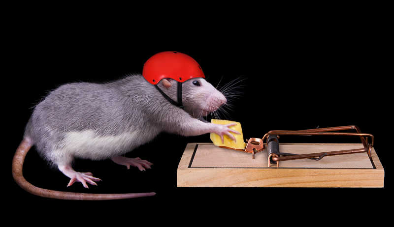 老鼠偷吃东西图片